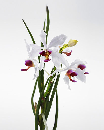Paravanda-Frida_orchid