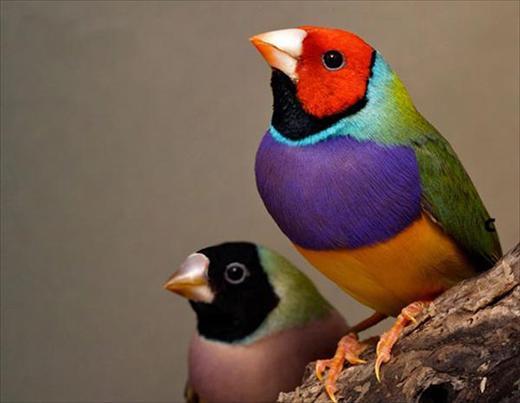 lady gouldian finch